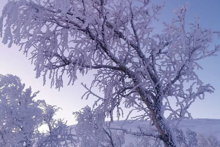 Kiruna Guided Daytime Snowshoe Hike 5