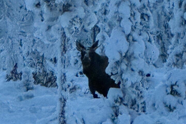 Snowmobile Adventure in Kiruna 5