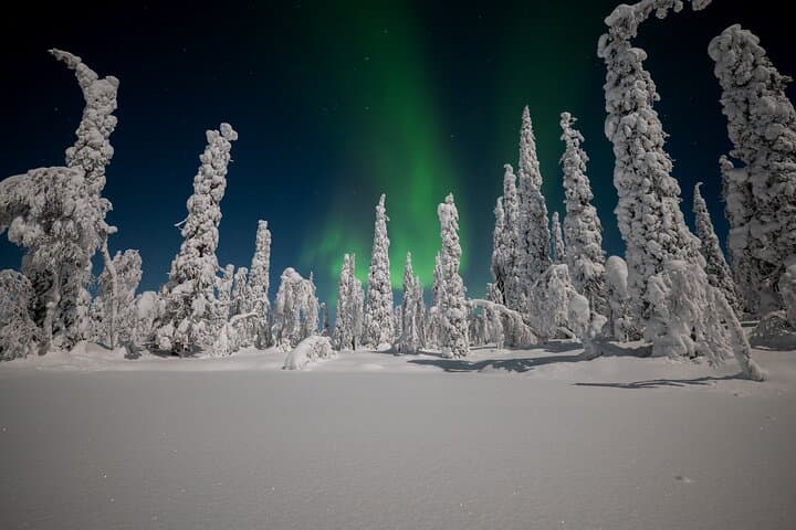Northern Lights Hunting Expedition in Ranua, Lapland 3