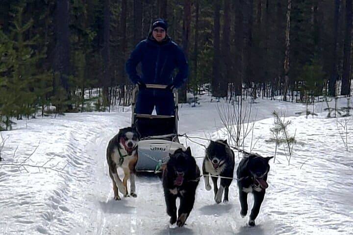 Rovaniemi Husky Safari - Self Drive Adventure 6-10km + BBQ 2