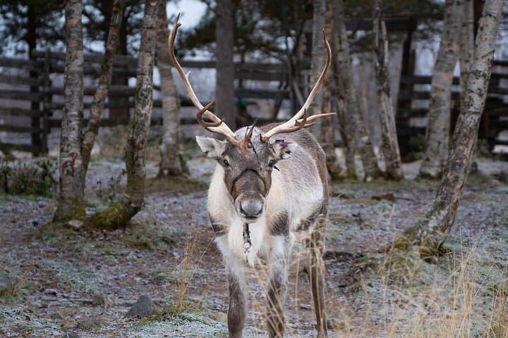 Ice Hotel and Sami Camp from Kiruna