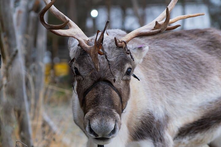 Ice Hotel and Sami Camp from Kiruna 2