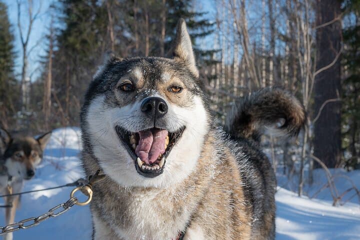 Pure Amazing Husky Mushing Experience Small Group 2