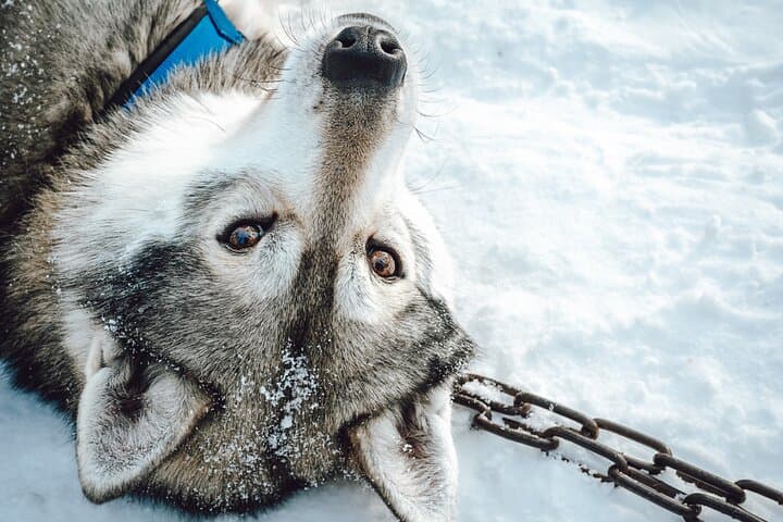 Pure Amazing Husky Mushing Experience Small Group 3