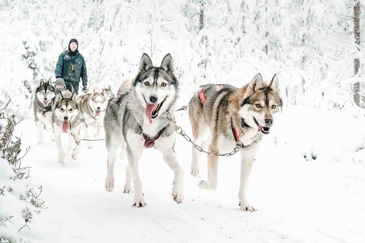 Pure Amazing Husky Mushing Experience Small Group 4
