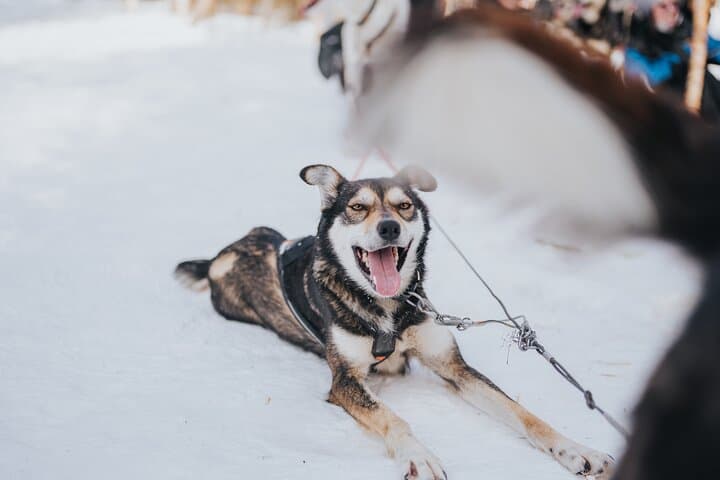 The Husky Forest Escape - 10KM Husky Safari 5