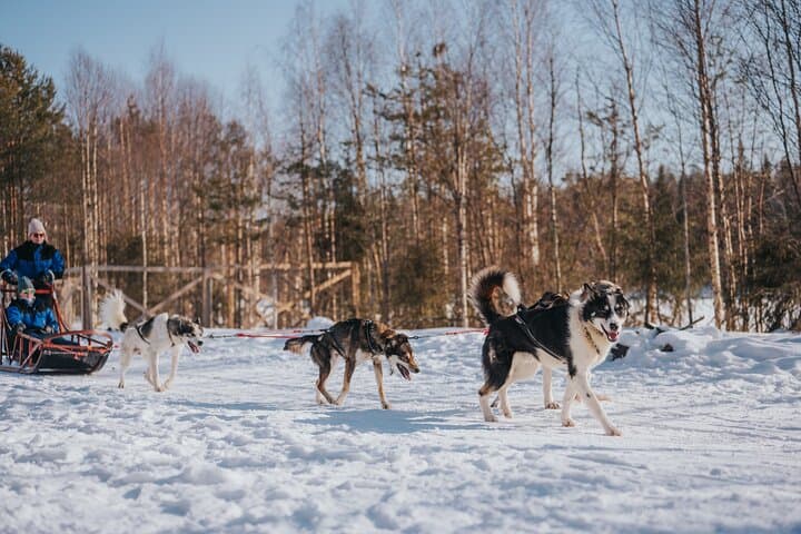 The Husky Forest Escape - 10KM Husky Safari 2