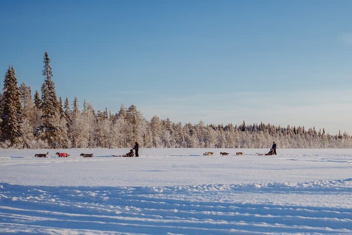 The Husky Forest Escape - 10KM Husky Safari 3