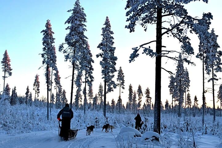 Rovaniemi Husky Safari - Self Drive Adventure 6-10km + BBQ 4
