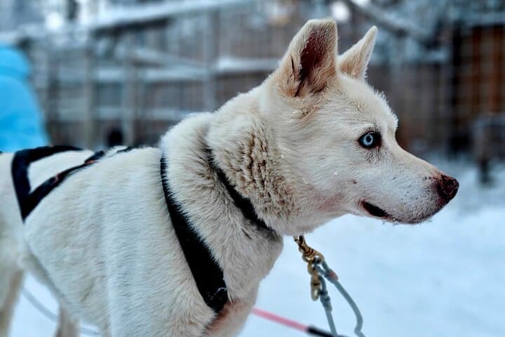 Rovaniemi Husky Safari - Self Drive Adventure 6-10km + BBQ 5