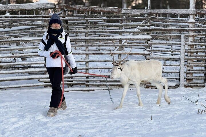Arctic Reindeer Farm Experience with Snowshoeing in the Wild 4