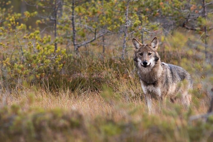 Wolves, Moose & Beavers in the forests of Central Sweden