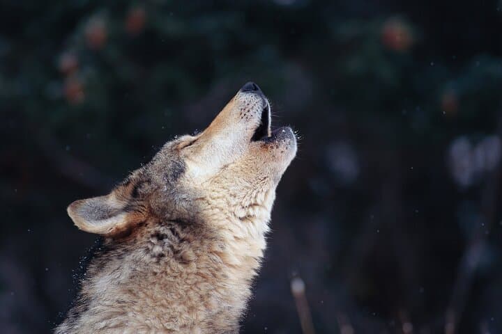 The Wolf Howl Experience