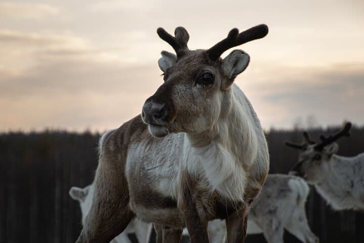 ROVANIEMI: Reindeer Farm Visit and Walking 2