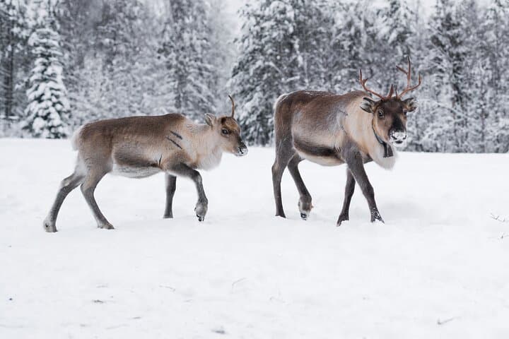 ROVANIEMI: Reindeer Farm Visit and Walking 3