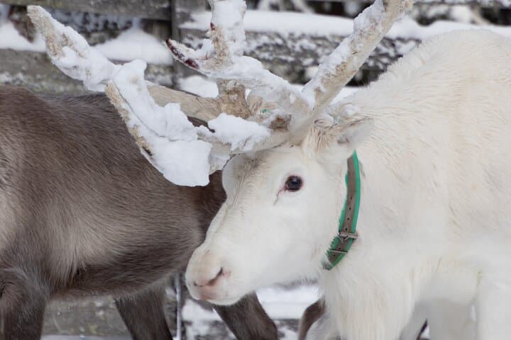 ROVANIEMI: Reindeer Farm Visit and Walking 5