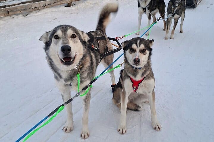 Rovaniemi: Self-drive Husky Safari to a Reindeer farm 3
