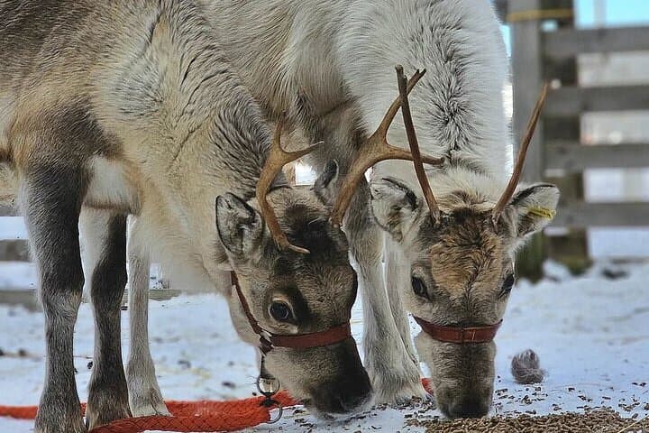Rovaniemi: Self-drive Husky Safari to a Reindeer farm 5