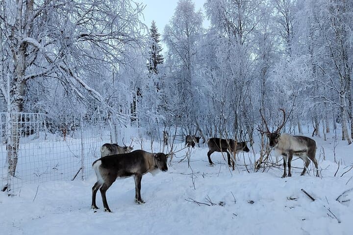Rovaniemi: Self-drive Husky Safari to a Reindeer farm 2