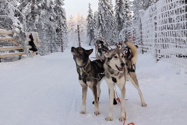 Rovaniemi: Self-drive Husky Safari to a Reindeer farm
