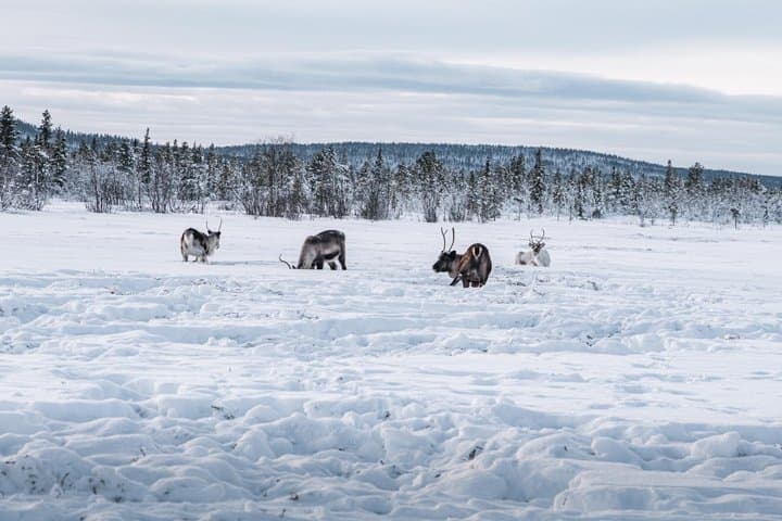 Afternoon Snowmobile Tour 4