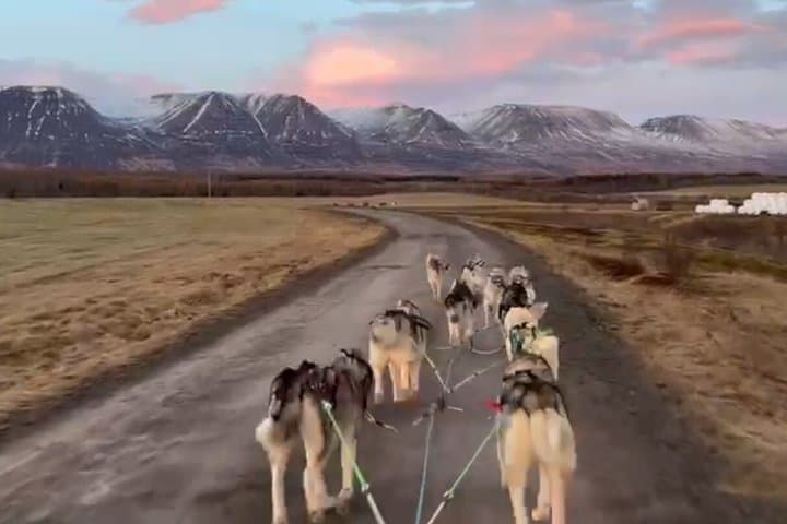 Dog cart-ride in Akureyri 5