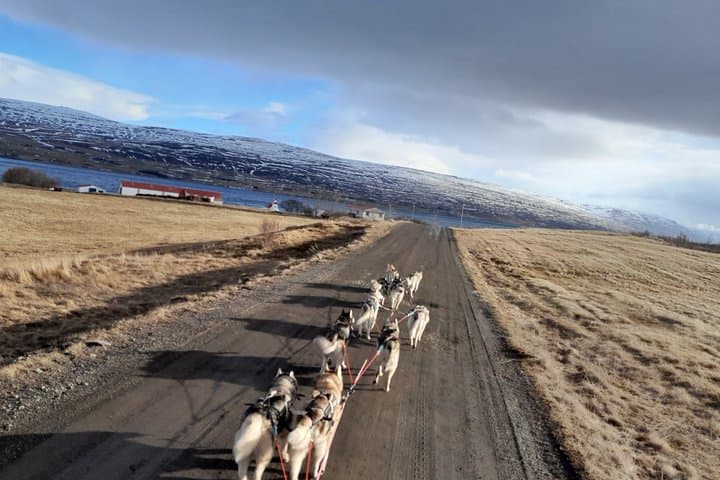 Dog cart-ride in Akureyri 2